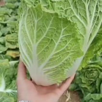 黄心大白菜产地白菜湖北大白菜大量有货供应。品质有保障