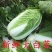 黄心大白菜产地白菜湖北大白菜大量有货供应。品质有保障