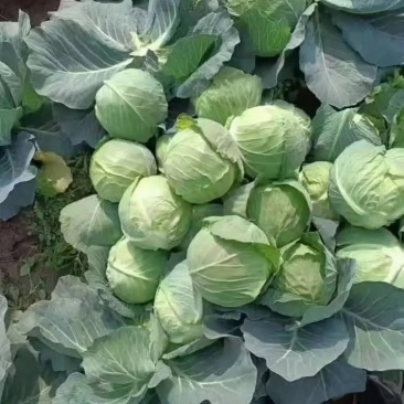 旺旺甘蓝圆包菜质量保证对接商超市场