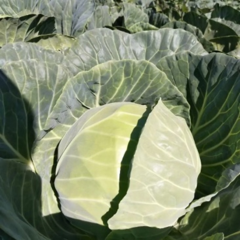 旺旺甘蓝圆包菜质量保证对接商超市场