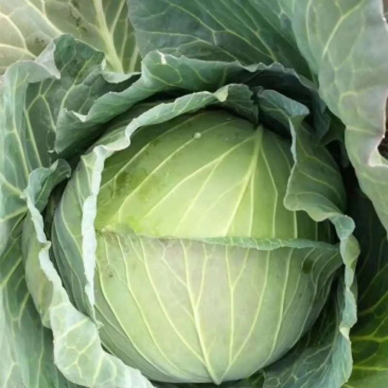旺旺甘蓝圆包菜质量保证对接商超市场