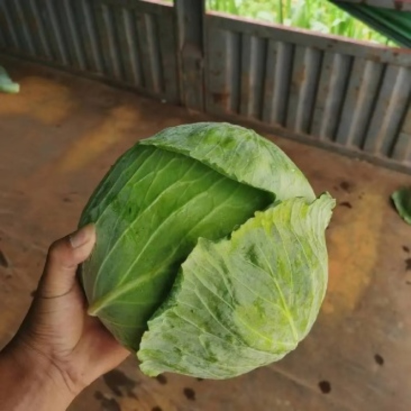 旺旺甘蓝圆包菜质量保证对接商超市场