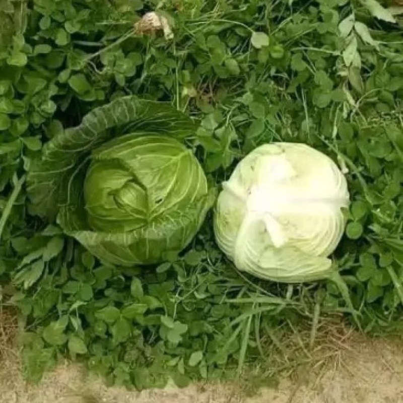 旺旺甘蓝圆包菜质量保证对接商超市场