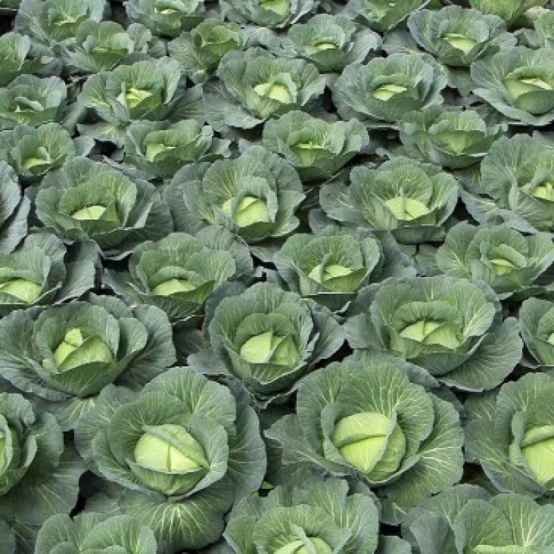 旺旺甘蓝圆包菜质量保证对接商超市场