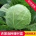 旺旺甘蓝圆包菜质量保证对接商超市场
