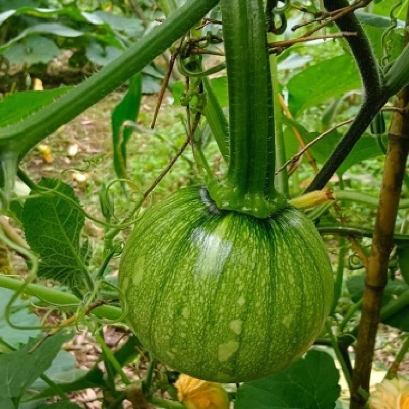 小南瓜嫩南瓜大量有货供应对接各大市场商超
