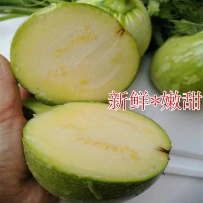 小南瓜嫩南瓜大量有货供应对接各大市场商超