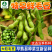 毛豆种子-特早鲜毛豆早熟高产非转基因