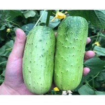 湖北旱黄瓜大量供应对接各大市场商超品质有保障