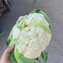 花菜松花菜、产地直销，价格便宜对接各大市场商超