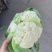 花菜松花菜、产地直销，价格便宜对接各大市场商超