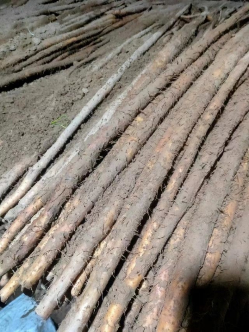 铁棍山药好货推荐】精品，全国发货，量大从优，欢迎致电