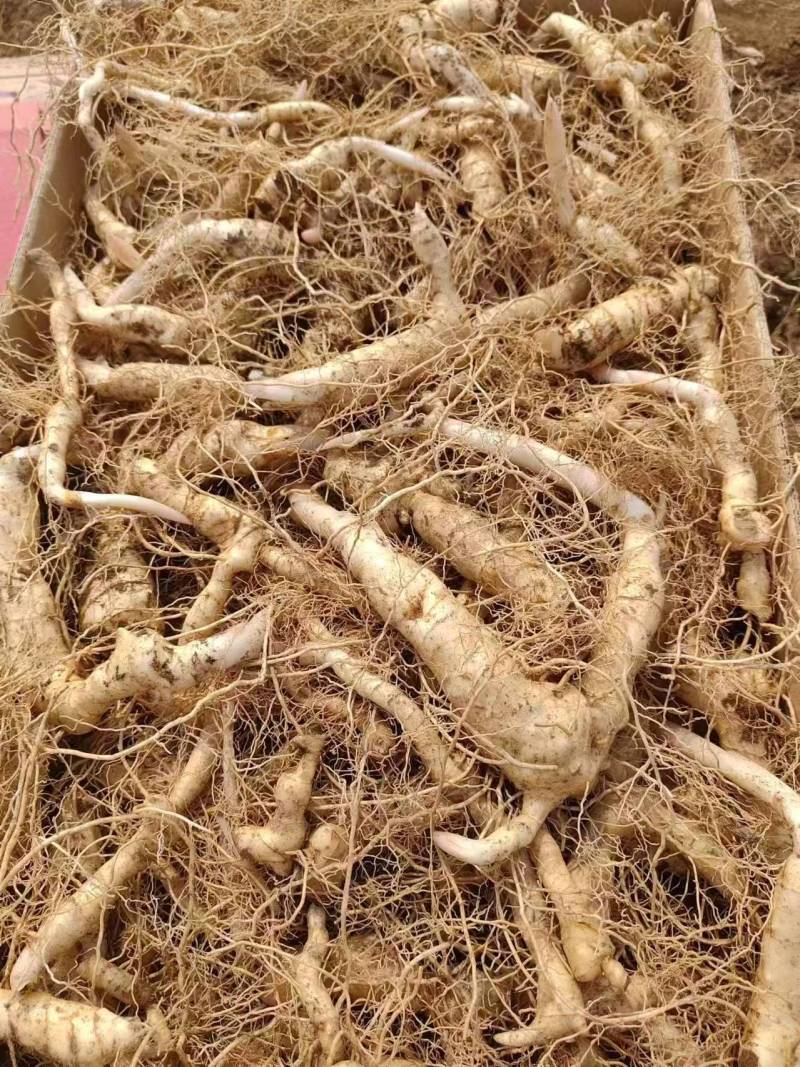 黄精苗大量供应成活率高欢迎来电咨询洽谈合作免费技术指导