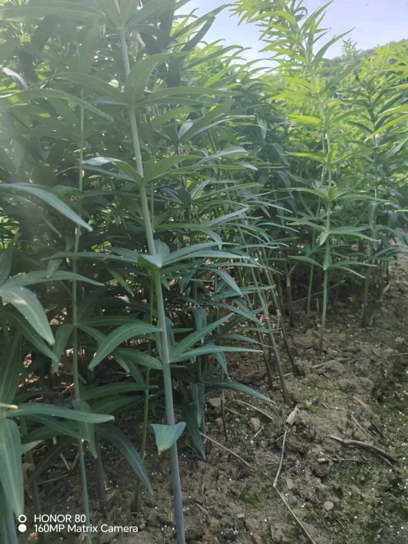 黄精苗大量供应成活率高欢迎来电咨询洽谈合作免费技术指导
