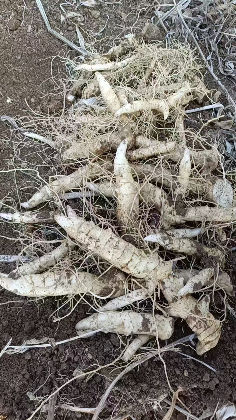 黄精苗大量供应成活率高欢迎来电咨询洽谈合作免费技术指导