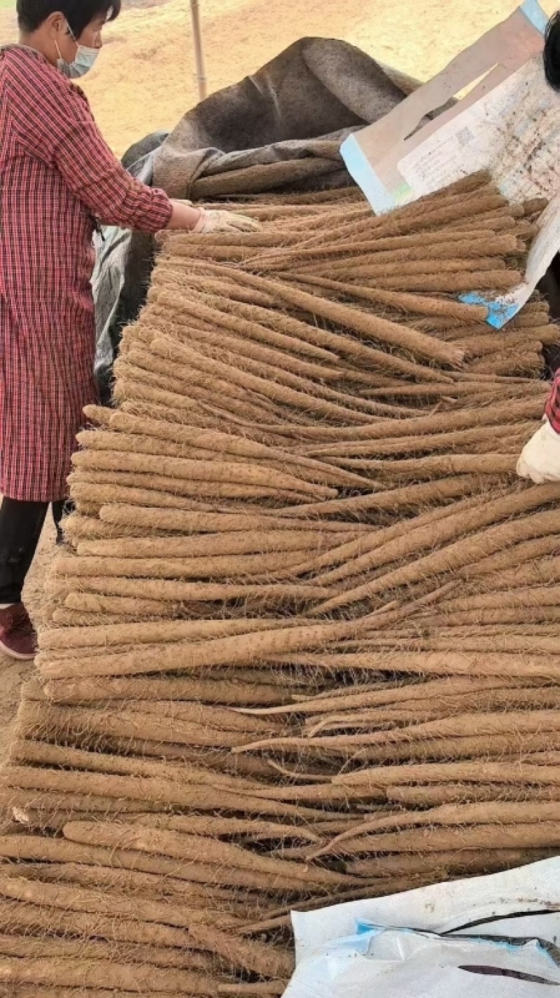 小白嘴山药小白嘴白山药箱货网袋货大货二三路各种规格都有