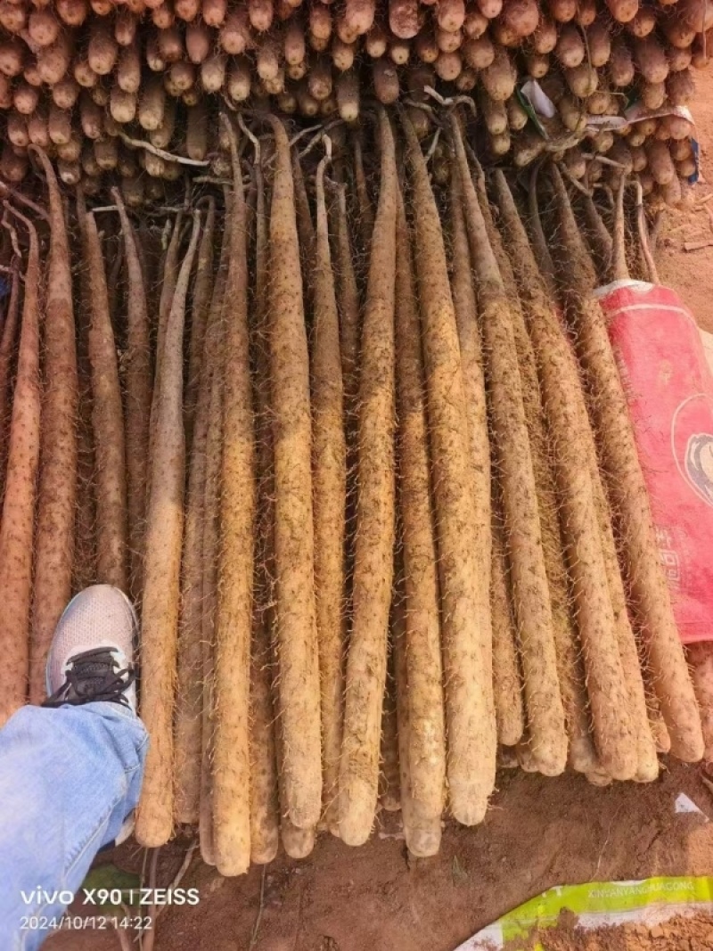 小白嘴山药小白嘴白山药箱货网袋货大货二三路各种规格都有