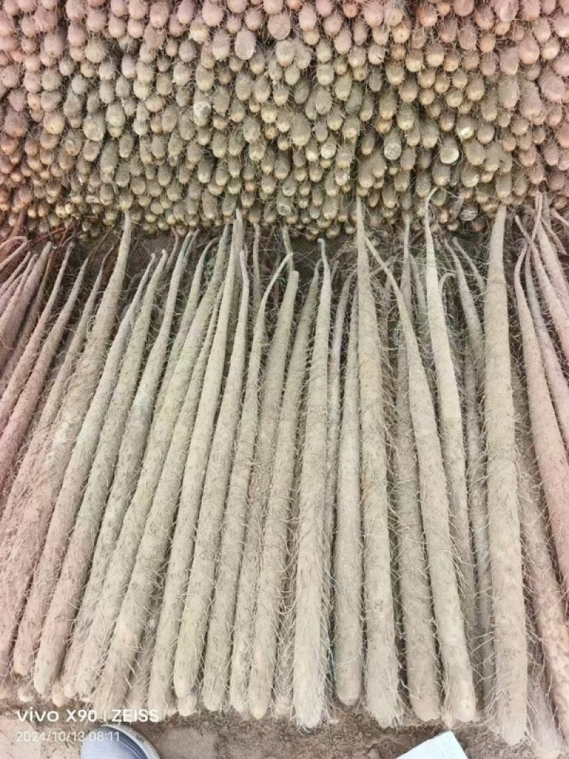 小白嘴山药小白嘴白山药箱货网袋货大货二三路各种规格都有