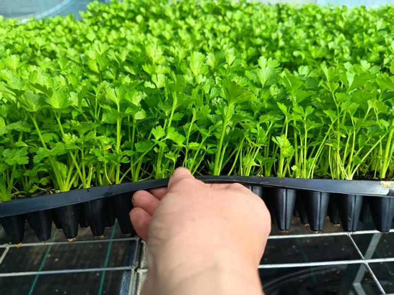 优质芹菜苗，全国发货，成活率高，欢迎致电，法国皇后