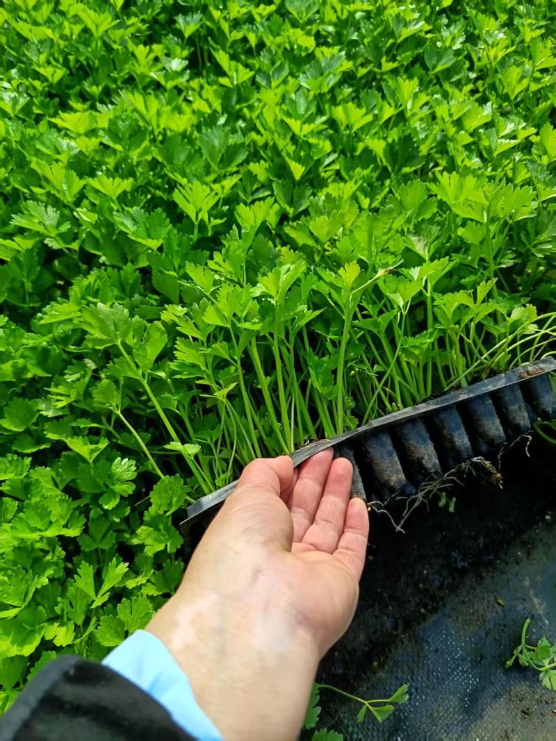 优质芹菜苗，全国发货，成活率高，欢迎致电，法国皇后
