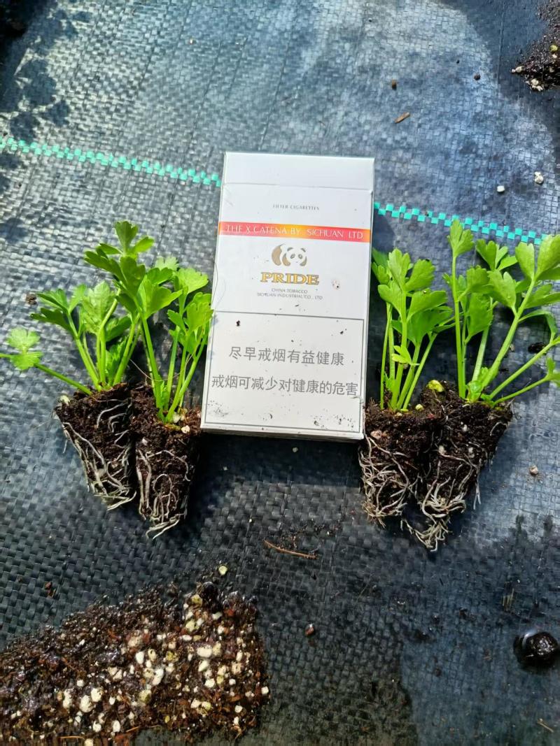 优质芹菜苗，全国发货，成活率高，欢迎致电，法国皇后