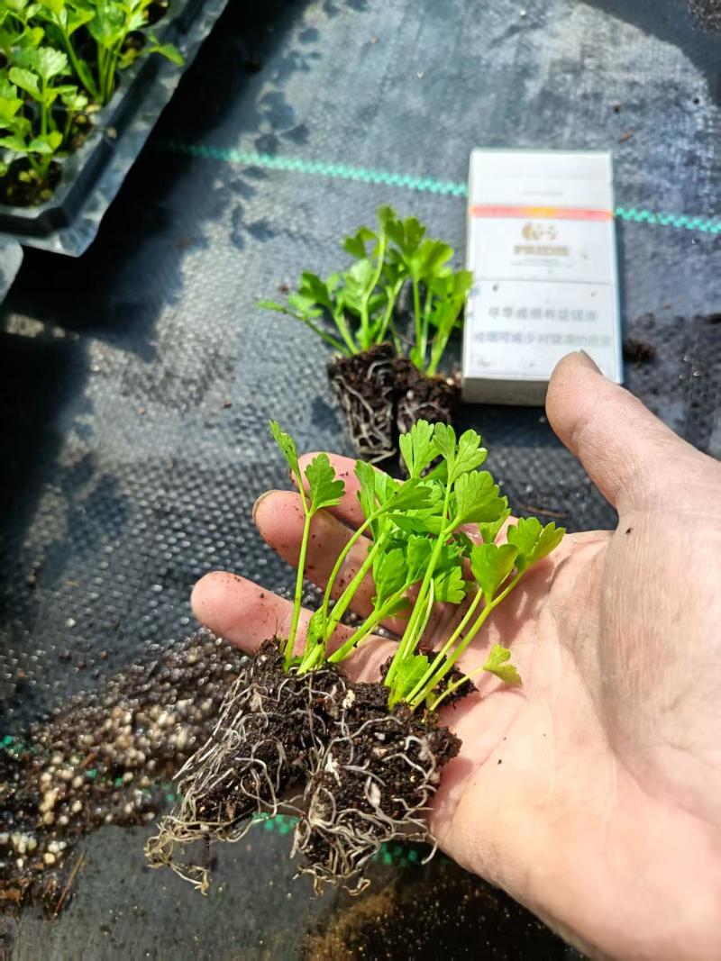 优质芹菜苗，全国发货，成活率高，欢迎致电，法国皇后