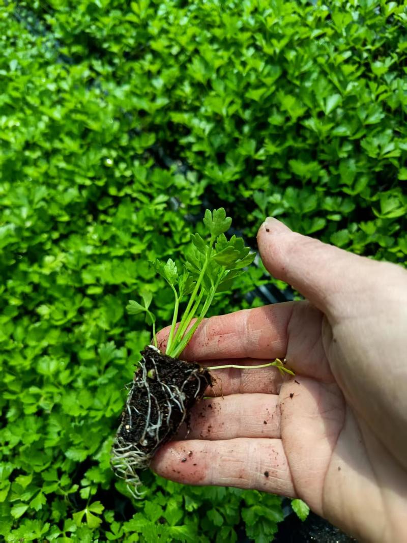 优质芹菜苗，全国发货，成活率高，欢迎致电，法国皇后