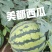 美都西瓜麒麟西瓜现摘现发对接,电商,市场商超品
