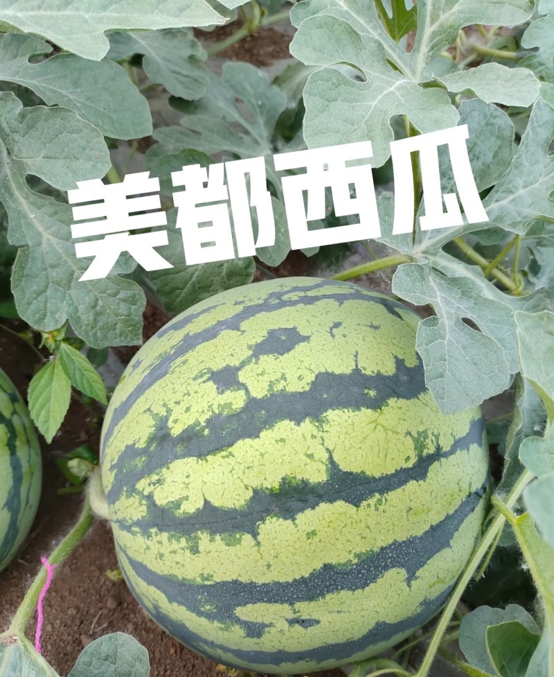 美都西瓜麒麟西瓜现摘现发对接，电商，市场商超品