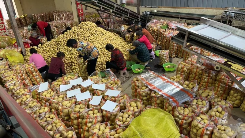 精品襄阳万亩土豆沃土实验一黄心量大优惠产地直发