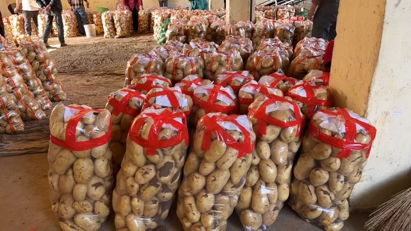 精品襄阳万亩土豆沃土实验一黄心量大优惠产地直发