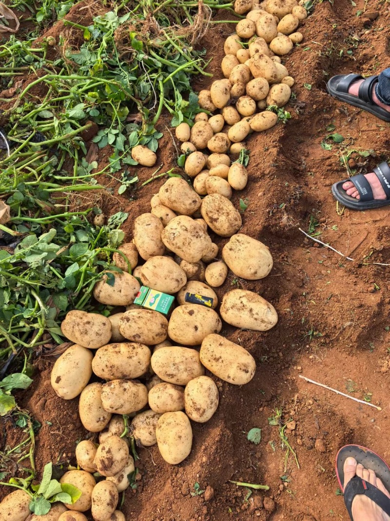 精品襄阳万亩土豆沃土实验一黄心量大优惠产地直发