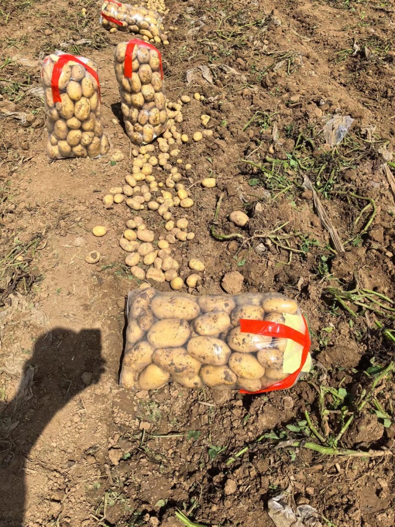 精品襄阳万亩土豆沃土实验一黄心量大优惠产地直发