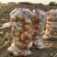 精品襄阳万亩土豆沃土实验一黄心量大优惠产地直发