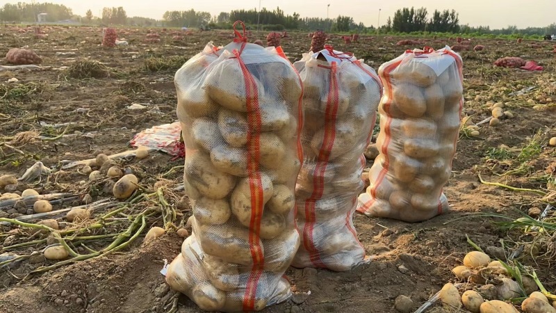 精品襄阳万亩土豆沃土实验一黄心量大优惠产地直发