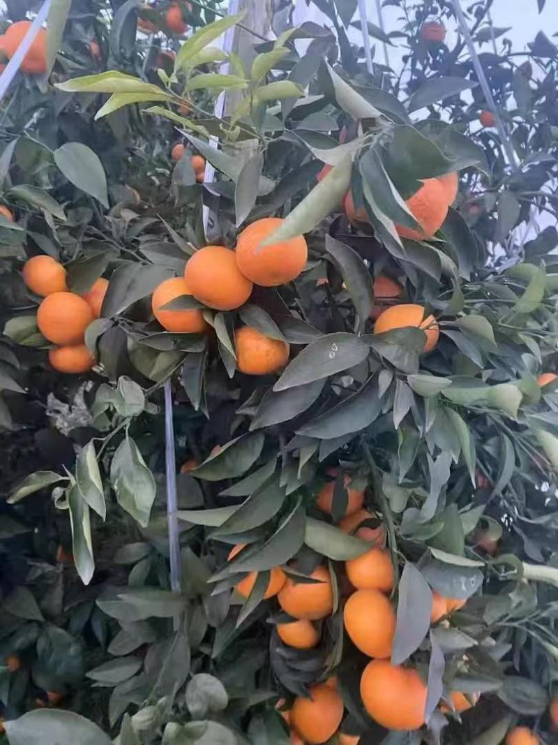沃柑大量上市核心产区，质量保证，一条龙服务
