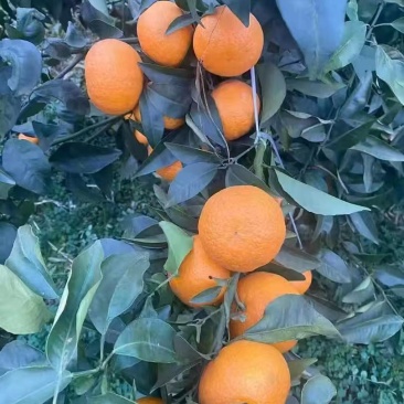 沃柑大量上市核心产区，质量保证，一条龙服务