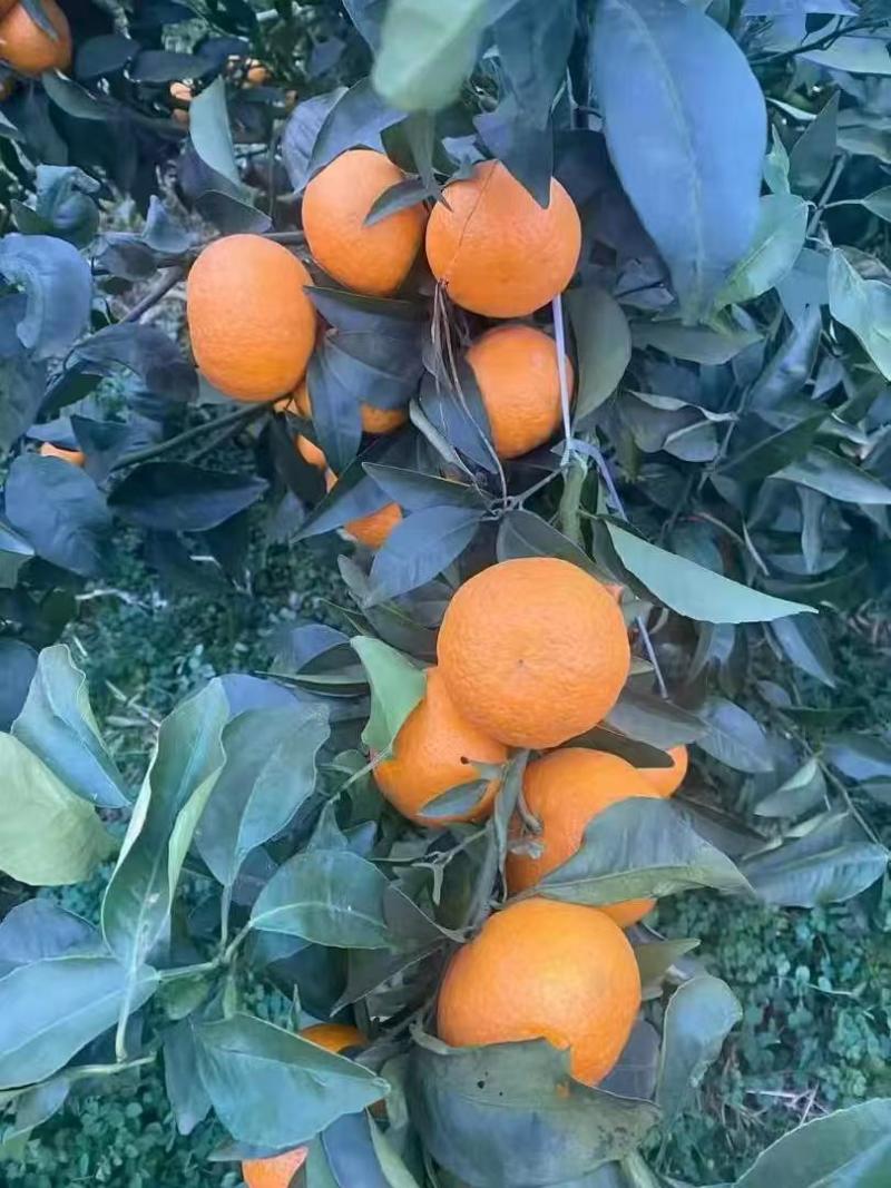 沃柑大量上市核心产区，质量保证，一条龙服务