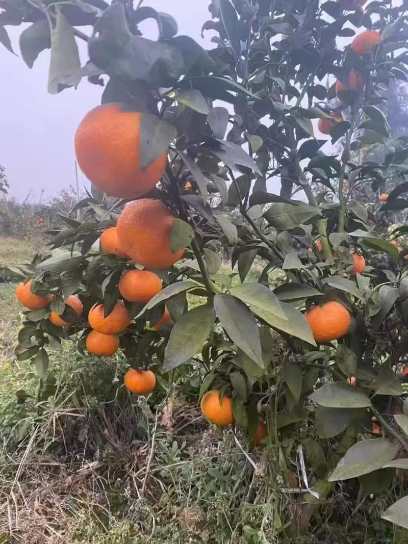 沃柑大量上市核心产区，质量保证，一条龙服务