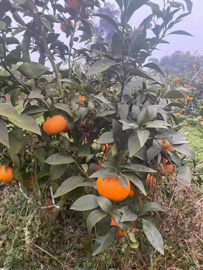 沃柑大量上市核心产区，质量保证，一条龙服务