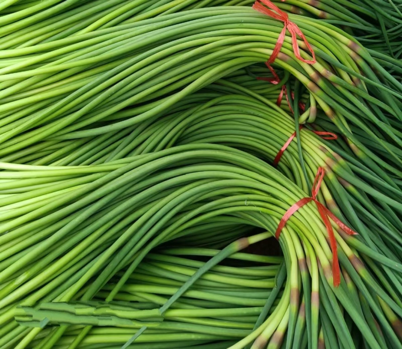蒜薹红帽蒜薹开封红帽蒜苔产地直销干苔无泡欢迎