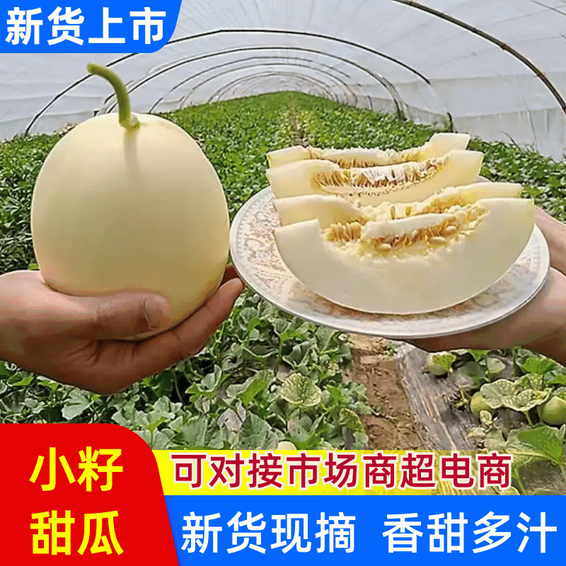 陕西渭南富平甜瓜小籽小腔精品白肉1斤以上