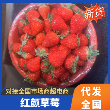 慈溪本地红颜草莓货源充足质量保证市场价欢迎采购