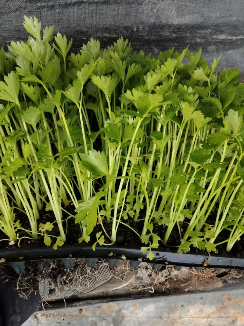 法国皇后优质芹菜苗品质保证服务周到产地直销