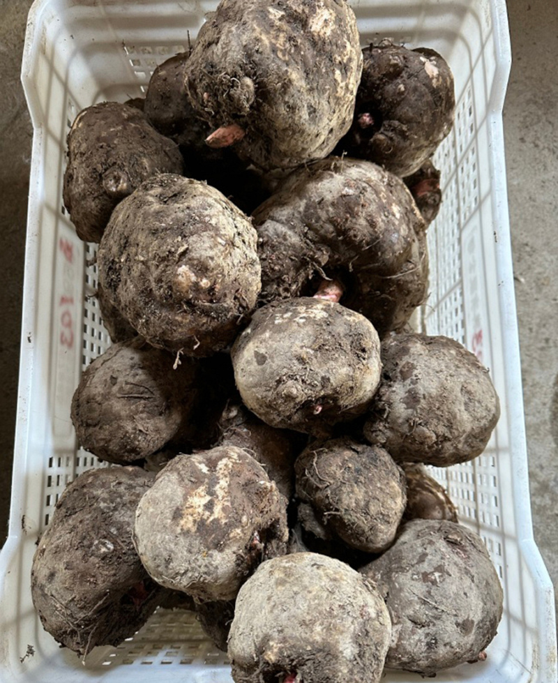魔芋新鲜10斤重庆现挖生魔芋头魔芋豆腐原料当季重庆魔芋粉