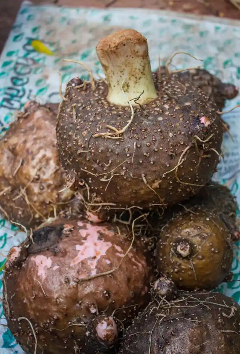 魔芋新鲜10斤重庆现挖生魔芋头魔芋豆腐原料当季重庆魔芋粉