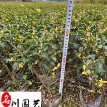 四川金禾女贞批发价格成都金禾女贞苗圃基地量大价优