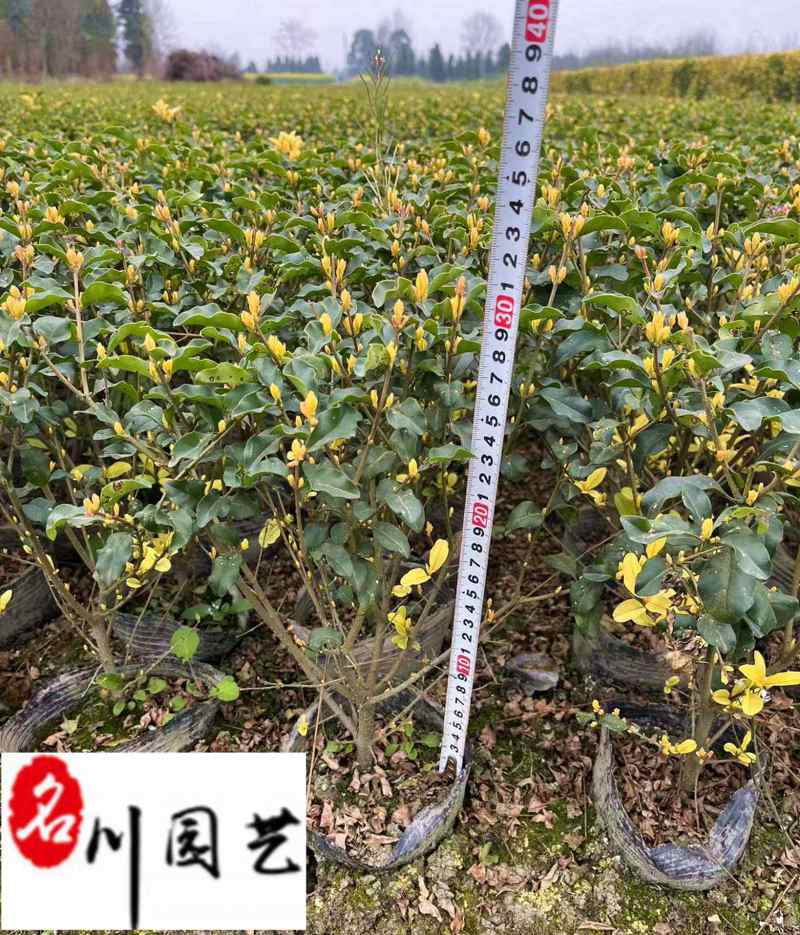 四川金禾女贞批发价格成都金禾女贞苗圃基地量大价优