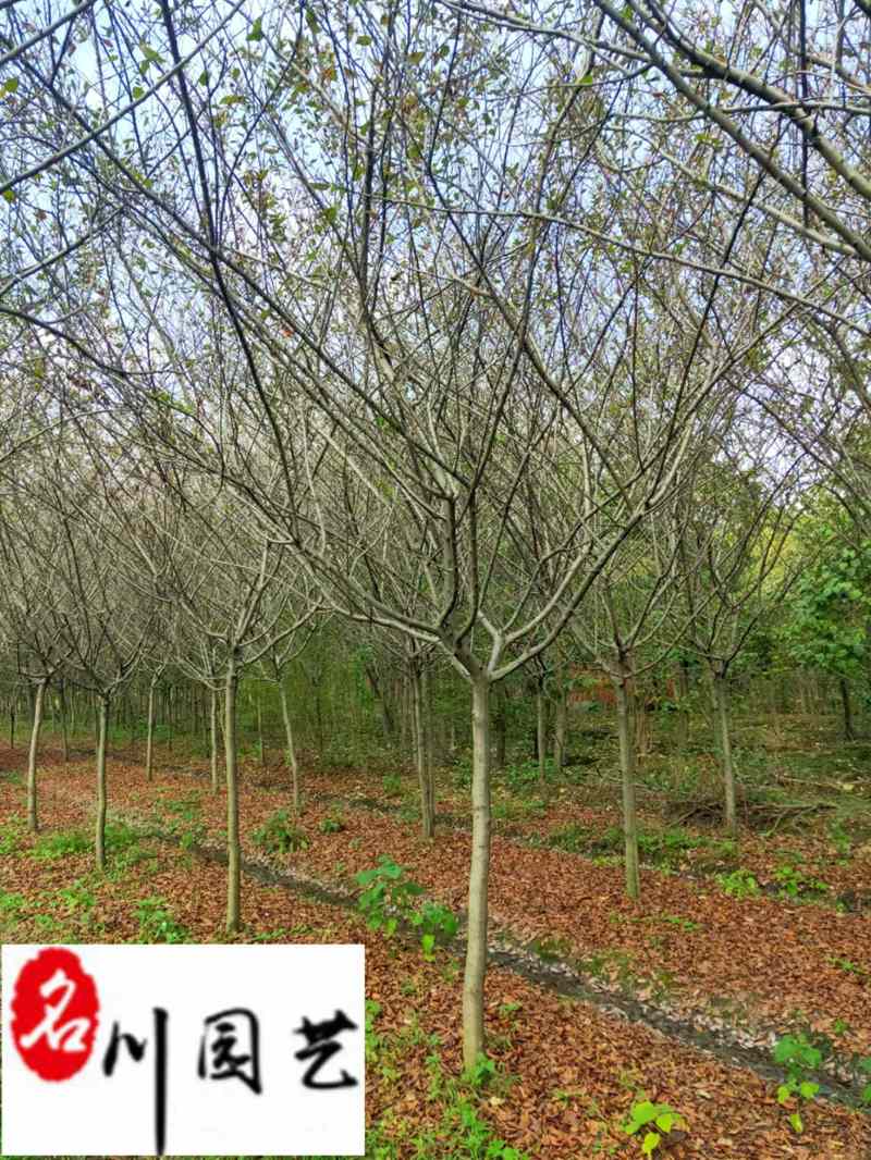 垂丝海棠基地产地批发8-15公分垂丝海棠价格树形好