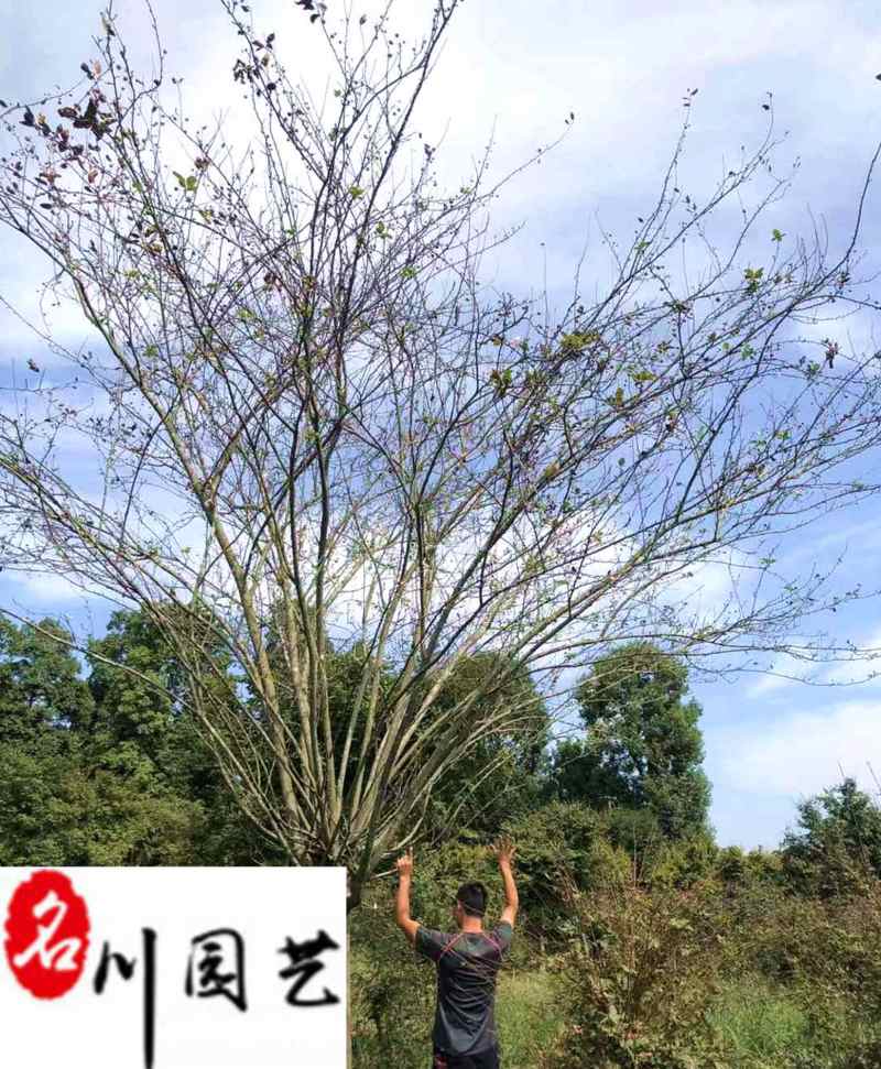 垂丝海棠基地产地批发8-15公分垂丝海棠价格树形好